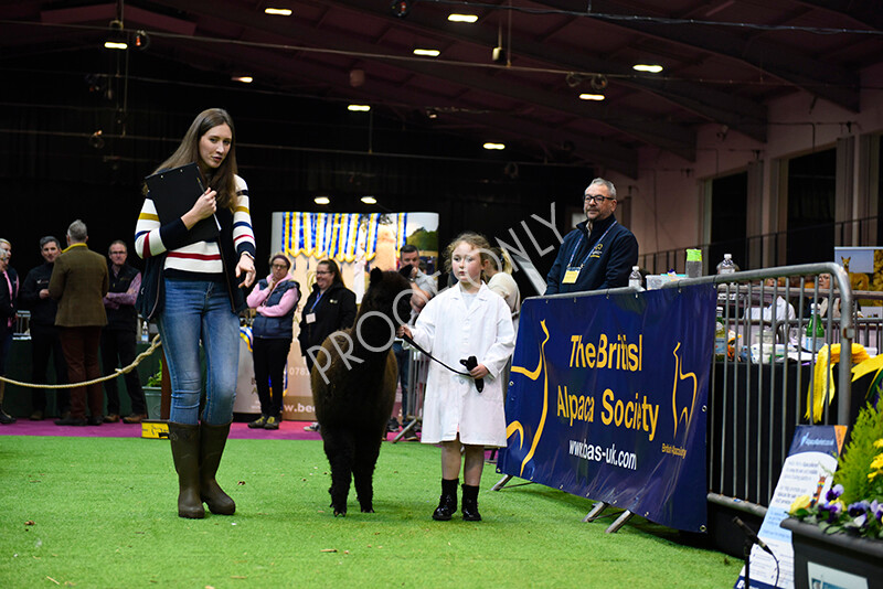 IWM5716 
 BAS National Show 2022 
 Keywords: Surrey Photographer, Alpacas, Suri, Huacaya, BAS National Show 2022, BAS' British Alpaca Society