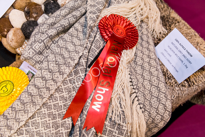 IWM5274 
 BAS National Show 2022 
 Keywords: Surrey Photographer, Alpacas, Suri, Huacaya, BAS National Show 2022, BAS' British Alpaca Society