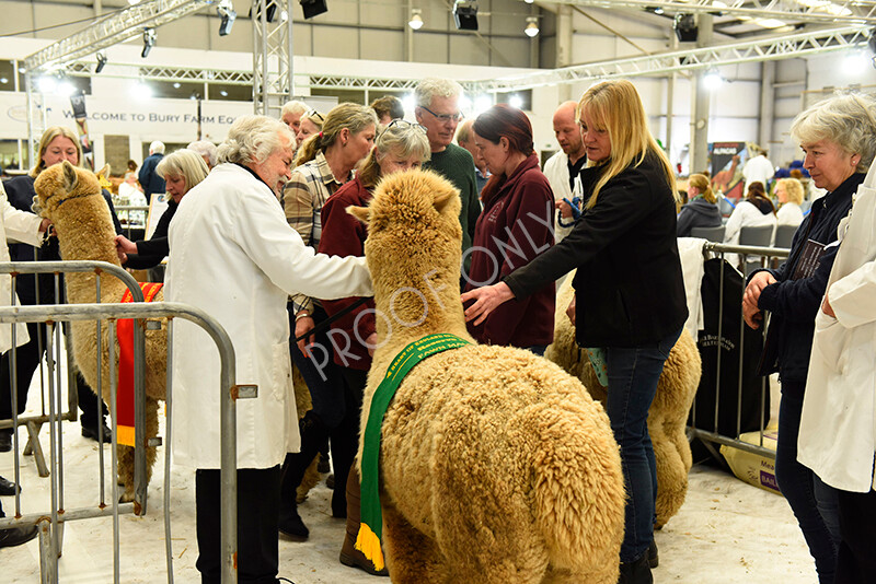 IWP4121 
 HOEAG Spring Fiesta 2024 
 Keywords: Heart of England Alpaca Group, Spring Fiesta 2024, Alpaca Show, Fleece Show Alpaca, Suri, Huacaya