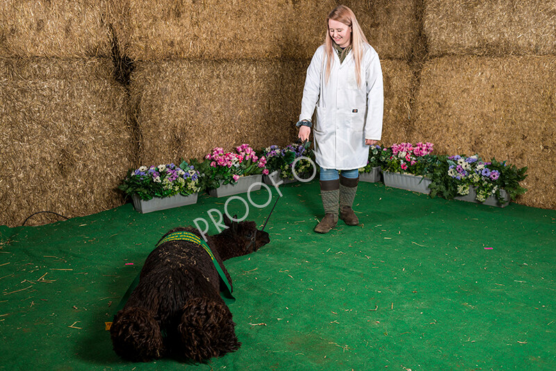 IWM7495 
 HoEAG Spring Fiesta 2022 
 Keywords: Surrey Photographer, Alpacas, Suri, Huacaya, HoEAG, Spring Fiesta, 2022, Heart of England Alpaca Group