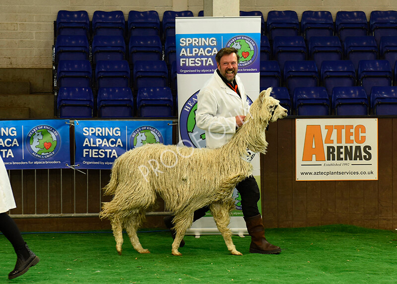 IWP8164 
 HoEAG Spring Fiesta 2022 
 Keywords: Surrey Photographer, Alpacas, Suri, Huacaya, HoEAG, Spring Fiesta, 2022, Heart of England Alpaca Group