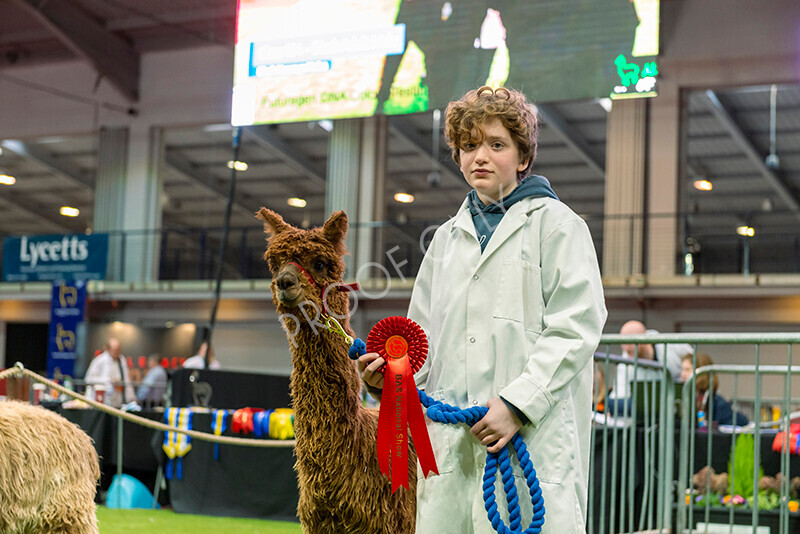 IWM0022 
 Photography of BAS National Show 2023 
 Keywords: Surrey Photographer, Alpacas, Suri, Huacaya, 2023, BAS, British Alpaca Society, Alpaca, Suri, Huacaya, Fleece Judging, Halter Show