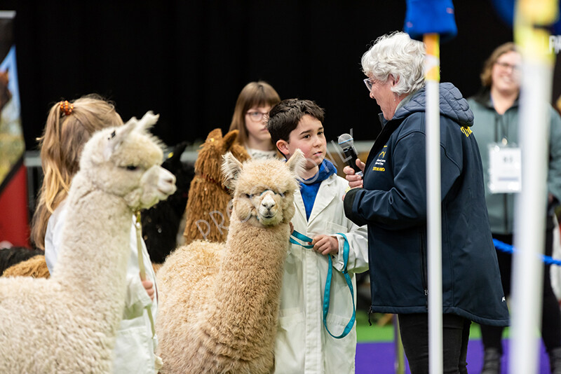 IWP0777 
 BAS National Show 2024 
 Keywords: British Alpaca Society, National Show, 2024, Champion of Champions Fleece Show, Alpaca, Suri, Huacaya