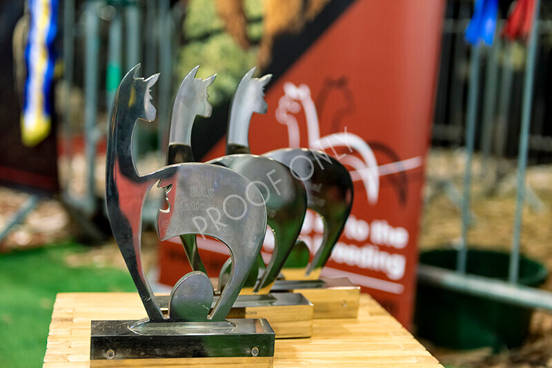 IWM9621 
 Photography of BAS National Show 2023 
 Keywords: Surrey Photographer, Alpacas, Suri, Huacaya, 2023, BAS, British Alpaca Society, Alpaca, Suri, Huacaya, Fleece Judging, Halter Show