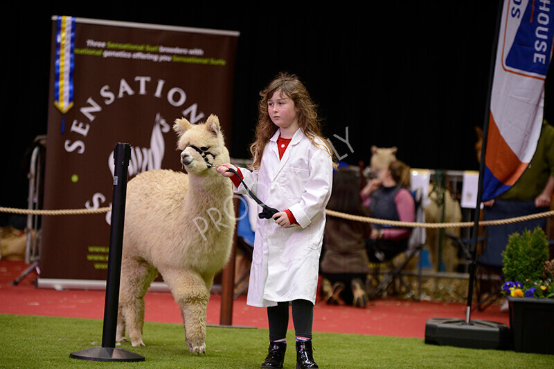 IWM9935 
 Photography of BAS National Show 2023 
 Keywords: Surrey Photographer, Alpacas, Suri, Huacaya, 2023, BAS, British Alpaca Society, Alpaca, Suri, Huacaya, Fleece Judging, Halter Show