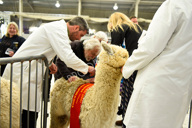 IWP4268 
 HOEAG Spring Fiesta 2024 
 Keywords: Heart of England Alpaca Group, Spring Fiesta 2024, Alpaca Show, Fleece Show Alpaca, Suri, Huacaya