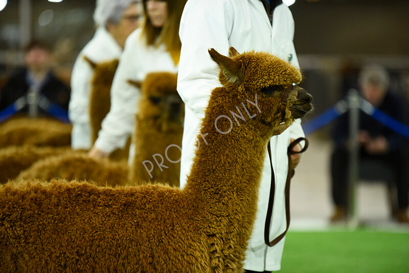 IWP3685 
 HOEAG Spring Fiesta 2024 
 Keywords: Heart of England Alpaca Group, Spring Fiesta 2024, Alpaca Show, Fleece Show Alpaca, Suri, Huacaya