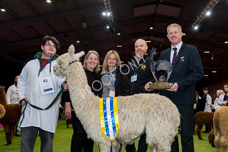 IWM6062 
 BAS National Show 2022 
 Keywords: Surrey Photographer, Alpacas, Suri, Huacaya, BAS National Show 2022, BAS' British Alpaca Society