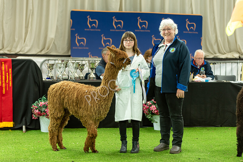 IWP3996 
 HOEAG Spring Fiesta 2024 
 Keywords: Heart of England Alpaca Group, Spring Fiesta 2024, Alpaca Show, Fleece Show Alpaca, Suri, Huacaya