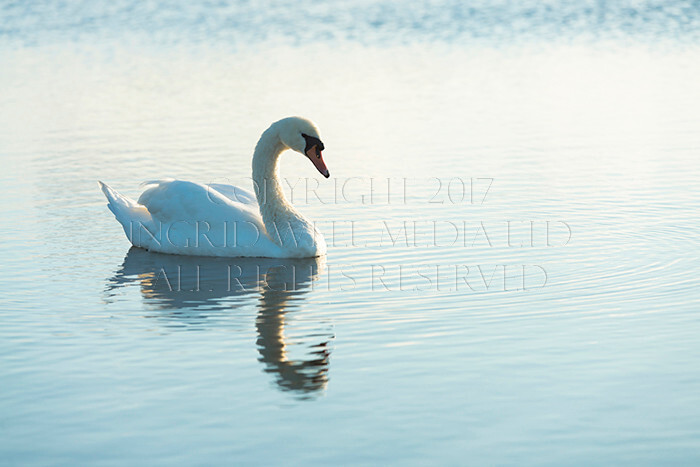 IWM9104 
 NEW FOREST 
 Keywords: INGRID WEEL MEDIA LTD, CORPORATE PHOTOGRAPHY SURREY, BUSINES PHOTOGRAPHY, WEDDING PHOTOGRAPHY, FINE ART PHOTOGRAPHY, FAMILY PHOTOGRAPHY, SOCIAL, BRITISH WILDLIFE, FALLOW DEER, DONKEY, SWAN, HATCHET POND