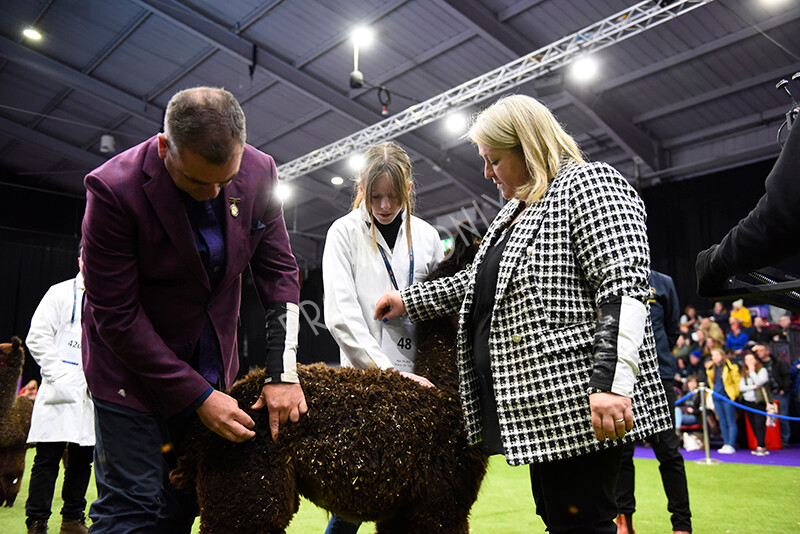 IWP1713 
 BAS National Show 2024 
 Keywords: British Alpaca Society, National Show, 2024, Champion of Champions Fleece Show, Alpaca, Suri, Huacaya