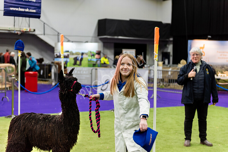 IWP0831 
 BAS National Show 2024 
 Keywords: British Alpaca Society, National Show, 2024, Champion of Champions Fleece Show, Alpaca, Suri, Huacaya