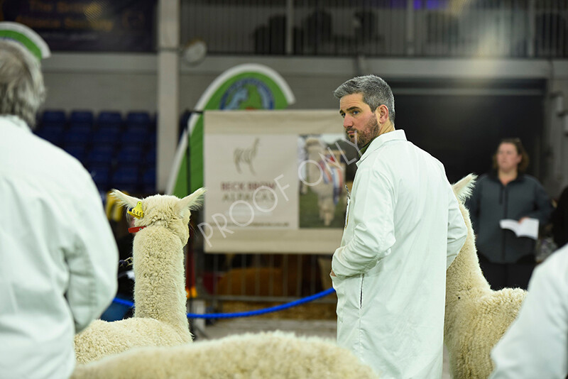 IWP4504 
 HOEAG Spring Fiesta 2024 
 Keywords: Heart of England Alpaca Group, Spring Fiesta 2024, Alpaca Show, Fleece Show Alpaca, Suri, Huacaya