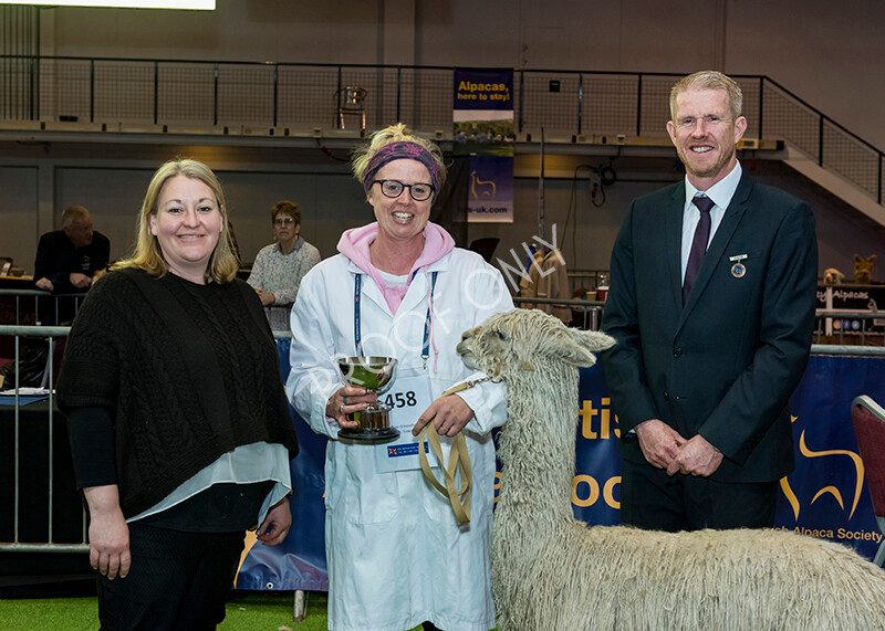 IWM6049 
 BAS National Show 2022 
 Keywords: Surrey Photographer, Alpacas, Suri, Huacaya, BAS National Show 2022, BAS' British Alpaca Society