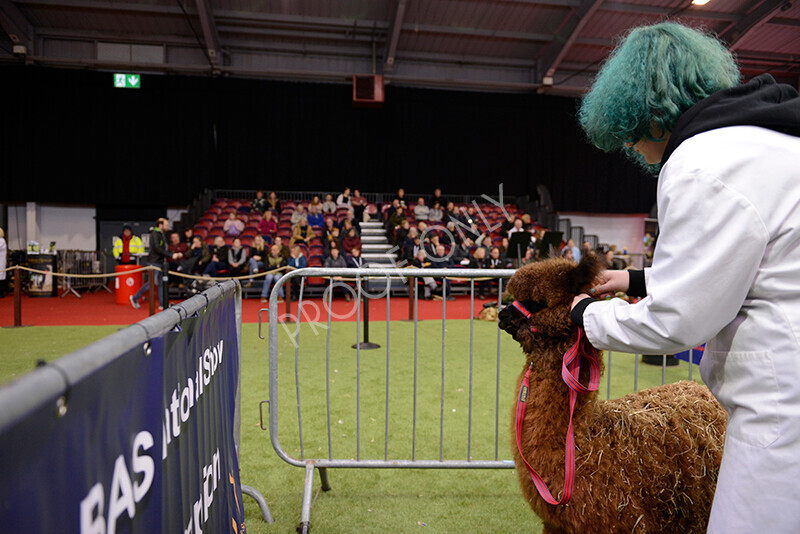 IWM9976 
 Photography of BAS National Show 2023 
 Keywords: Surrey Photographer, Alpacas, Suri, Huacaya, 2023, BAS, British Alpaca Society, Alpaca, Suri, Huacaya, Fleece Judging, Halter Show