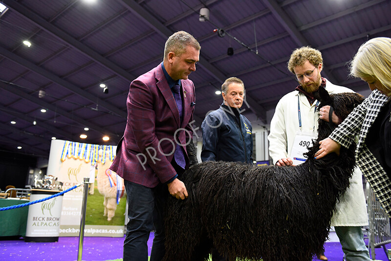 IWP1644 
 BAS National Show 2024 
 Keywords: British Alpaca Society, National Show, 2024, Champion of Champions Fleece Show, Alpaca, Suri, Huacaya