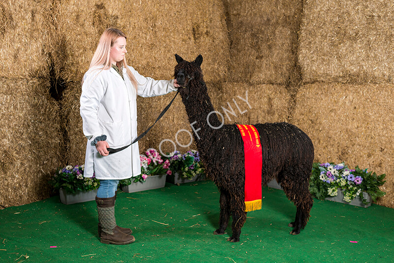 IWM7447 
 HoEAG Spring Fiesta 2022 
 Keywords: Surrey Photographer, Alpacas, Suri, Huacaya, HoEAG, Spring Fiesta, 2022, Heart of England Alpaca Group