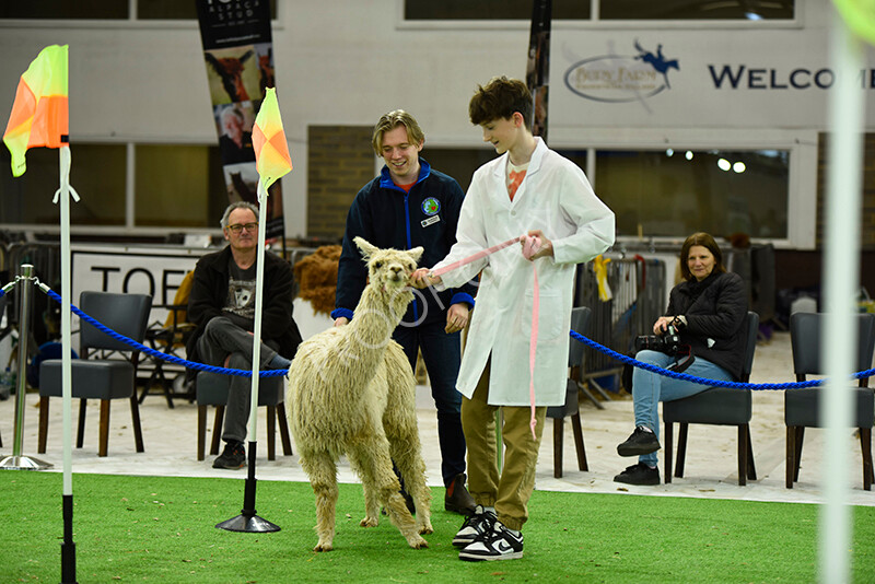 IWP3945 
 HOEAG Spring Fiesta 2024 
 Keywords: Heart of England Alpaca Group, Spring Fiesta 2024, Alpaca Show, Fleece Show Alpaca, Suri, Huacaya