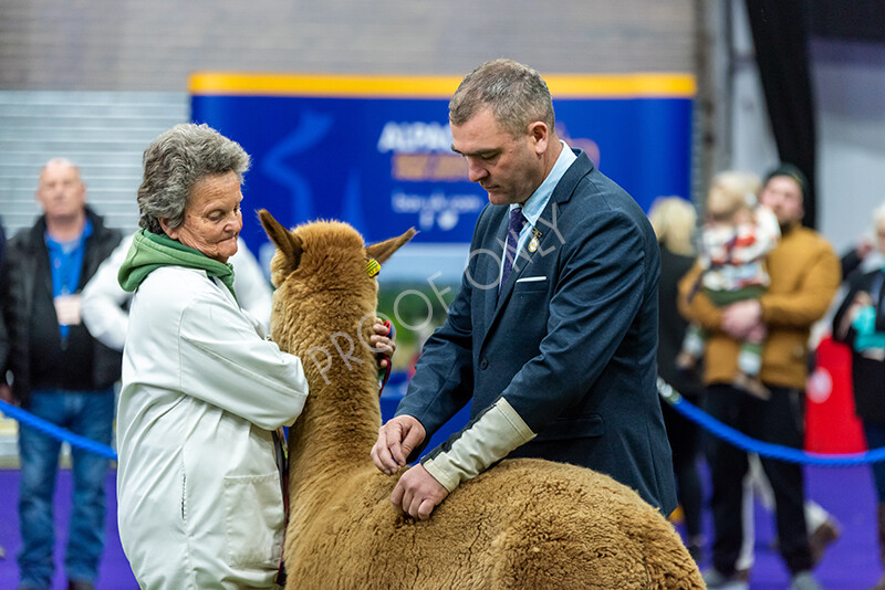 IWP0957 
 BAS National Show 2024 
 Keywords: British Alpaca Society, National Show, 2024, Champion of Champions Fleece Show, Alpaca, Suri, Huacaya