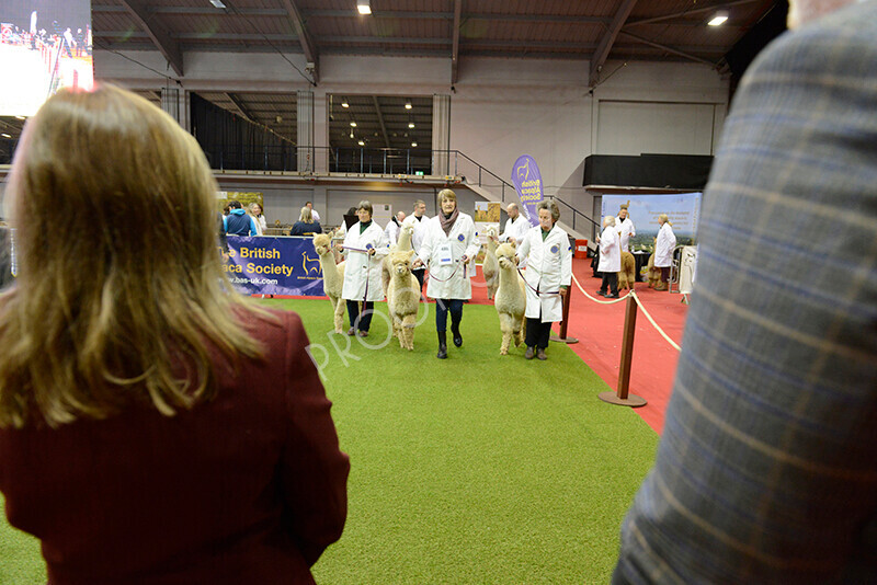 IWM9468 
 Photography of BAS National Show 2023 
 Keywords: Surrey Photographer, Alpacas, Suri, Huacaya, 2023, BAS, British Alpaca Society, Alpaca, Suri, Huacaya, Fleece Judging, Halter Show