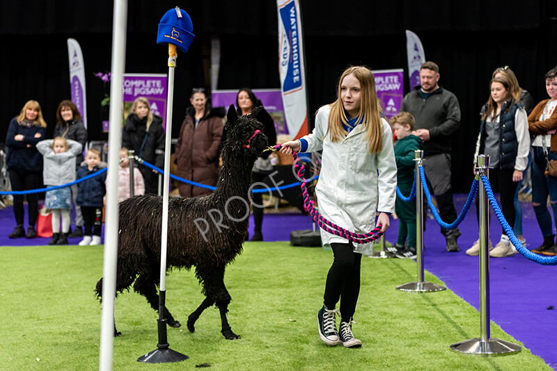 IWP0810 
 BAS National Show 2024 
 Keywords: British Alpaca Society, National Show, 2024, Champion of Champions Fleece Show, Alpaca, Suri, Huacaya