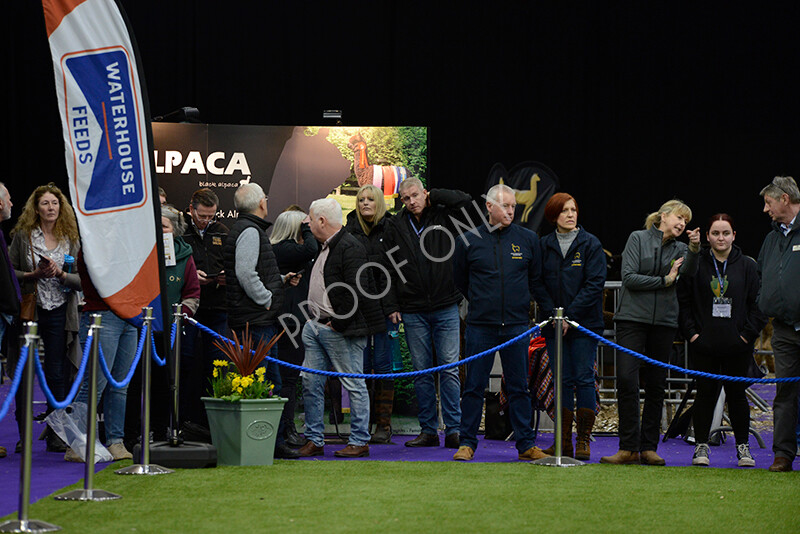 IWM5918 
 BAS National Show 2024 
 Keywords: British Alpaca Society, National Show, 2024, Champion of Champions Fleece Show, Alpaca, Suri, Huacaya