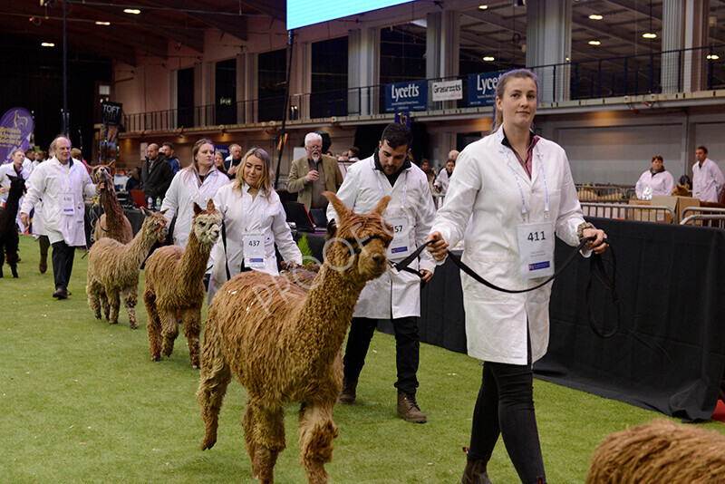 IWM0194 
 Photography of BAS National Show 2023 
 Keywords: Surrey Photographer, Alpacas, Suri, Huacaya, 2023, BAS, British Alpaca Society, Alpaca, Suri, Huacaya, Fleece Judging, Halter Show