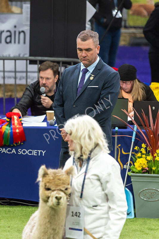 IWP0506 
 BAS National Show 2024 
 Keywords: British Alpaca Society, National Show, 2024, Champion of Champions Fleece Show, Alpaca, Suri, Huacaya