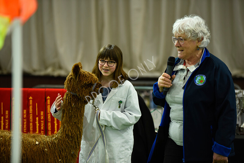 IWP3977 
 HOEAG Spring Fiesta 2024 
 Keywords: Heart of England Alpaca Group, Spring Fiesta 2024, Alpaca Show, Fleece Show Alpaca, Suri, Huacaya