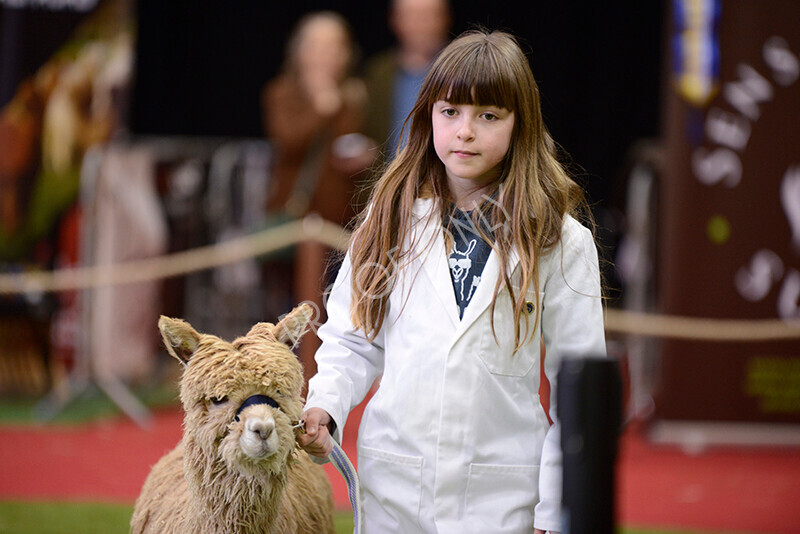 IWM9898 
 Photography of BAS National Show 2023 
 Keywords: Surrey Photographer, Alpacas, Suri, Huacaya, 2023, BAS, British Alpaca Society, Alpaca, Suri, Huacaya, Fleece Judging, Halter Show