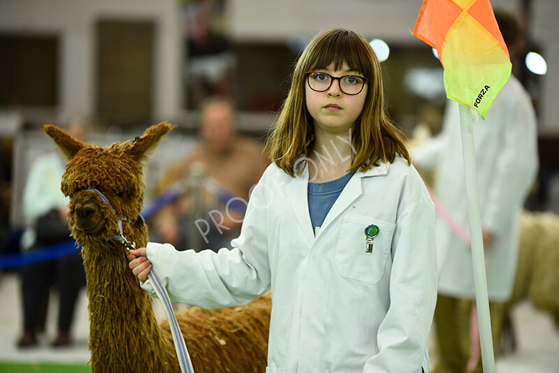 IWP3968 
 HOEAG Spring Fiesta 2024 
 Keywords: Heart of England Alpaca Group, Spring Fiesta 2024, Alpaca Show, Fleece Show Alpaca, Suri, Huacaya