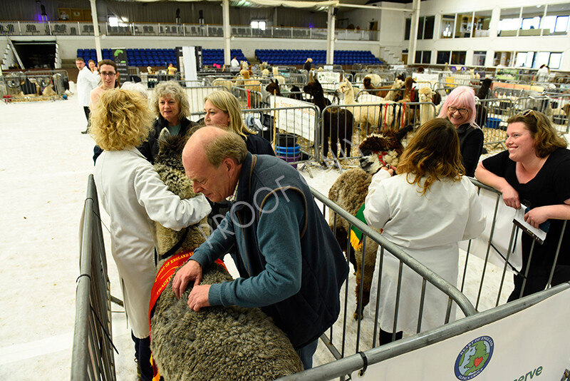 IWP3345 
 HOEAG Spring Fiesta 2024 
 Keywords: Heart of England Alpaca Group, Spring Fiesta 2024, Alpaca Show, Fleece Show Alpaca, Suri, Huacaya