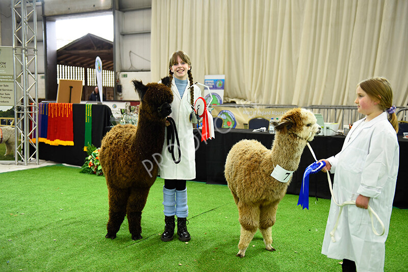 IWP2563 
 HoEAG Spring Fiesta 2023 
 Keywords: Surrey Photographer, Alpacas, Suri, Huacaya, HoEAG, Spring Fiesta, 2023, Heart of England Alpaca Group