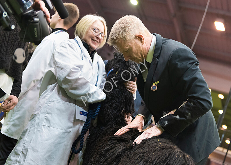 IWM5944 
 BAS National Show 2022 
 Keywords: Surrey Photographer, Alpacas, Suri, Huacaya, BAS National Show 2022, BAS' British Alpaca Society