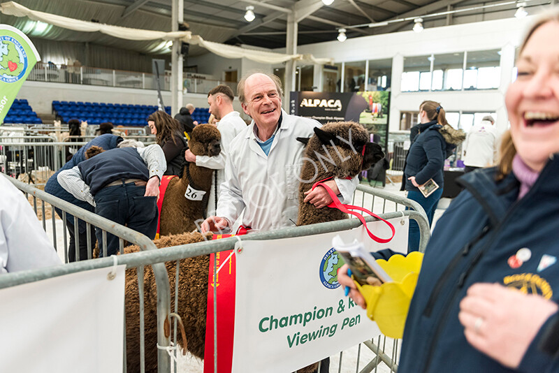 IWP7193 
 HoEAG Spring Fiesta 2022 
 Keywords: Surrey Photographer, Alpacas, Suri, Huacaya, HoEAG, Spring Fiesta, 2022, Heart of England Alpaca Group