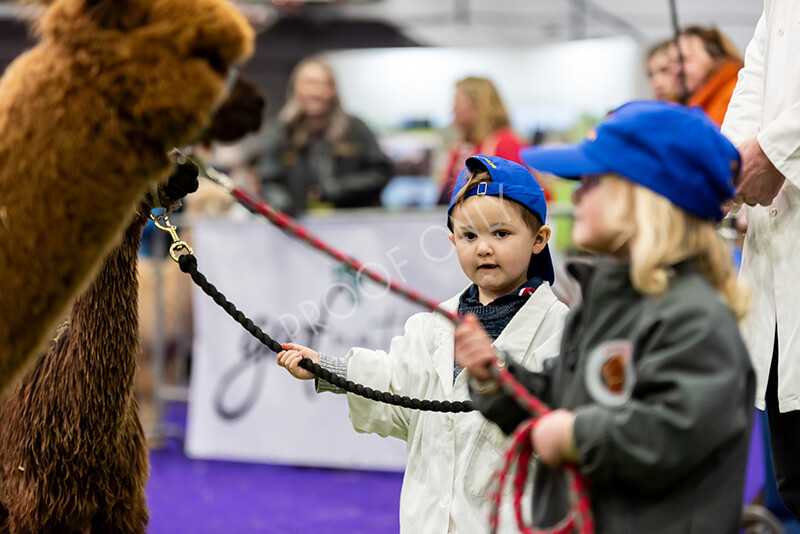 IWP0709 
 BAS National Show 2024 
 Keywords: British Alpaca Society, National Show, 2024, Champion of Champions Fleece Show, Alpaca, Suri, Huacaya