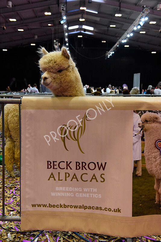 IWM5190 
 BAS National Show 2022 
 Keywords: Surrey Photographer, Alpacas, Suri, Huacaya, BAS National Show 2022, BAS' British Alpaca Society