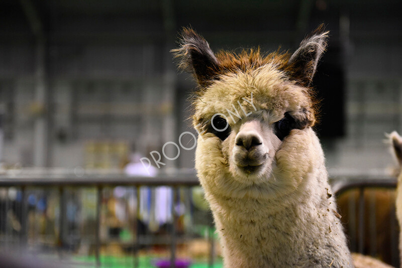 IWM4833 
 BAS National Show 2022 
 Keywords: Surrey Photographer, Alpacas, Suri, Huacaya, BAS National Show 2022, BAS' British Alpaca Society