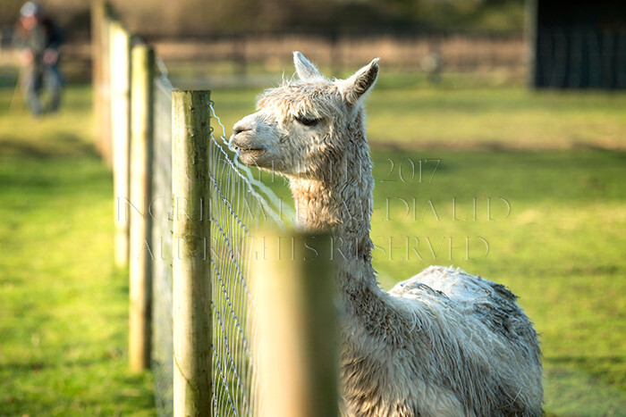 IWM0218 
 ALPACAS 
 Keywords: INGRID WEEL MEDIA LTD, ALPACAS, HUACAYA, SURI, BACKYARD ALPACA COMPANY, NORFOLK