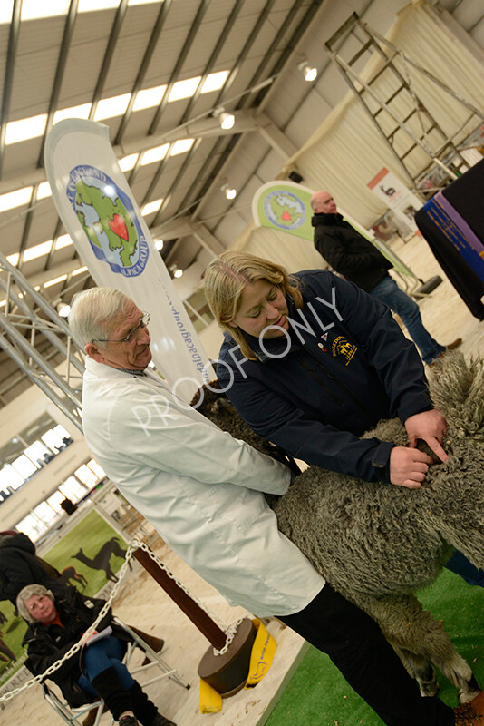 IWM7416 
 HoEAG Spring Fiesta 2022 
 Keywords: Surrey Photographer, Alpacas, Suri, Huacaya, HoEAG, Spring Fiesta, 2022, Heart of England Alpaca Group