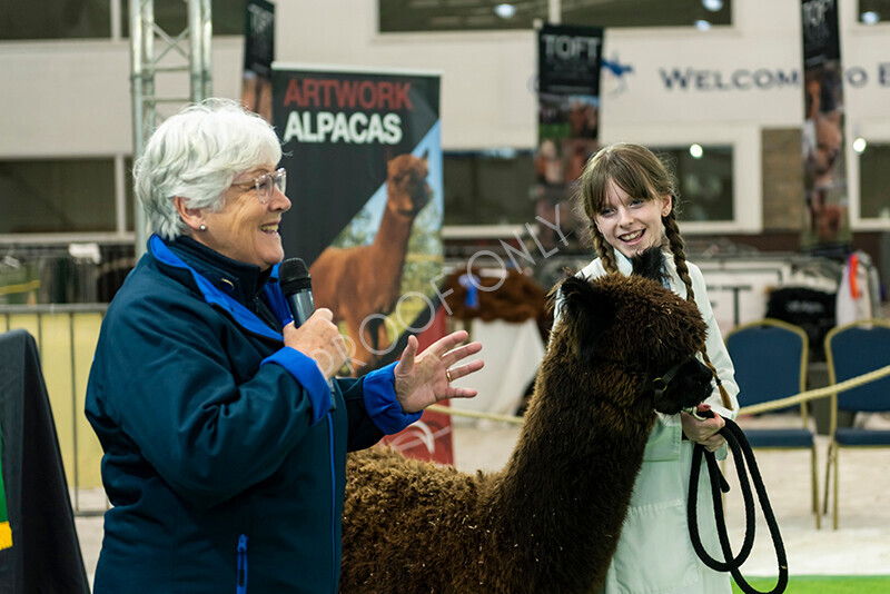 IWP2524 
 HoEAG Spring Fiesta 2023 
 Keywords: Surrey Photographer, Alpacas, Suri, Huacaya, HoEAG, Spring Fiesta, 2023, Heart of England Alpaca Group