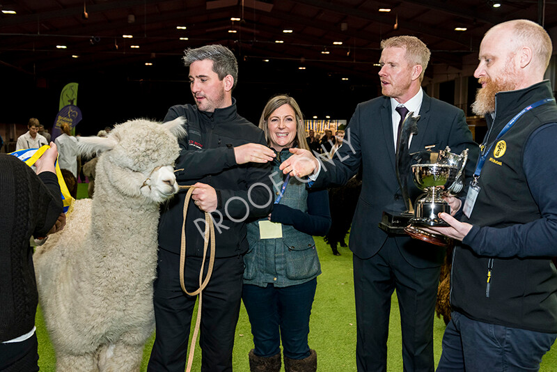 IWM6071 
 BAS National Show 2022 
 Keywords: Surrey Photographer, Alpacas, Suri, Huacaya, BAS National Show 2022, BAS' British Alpaca Society