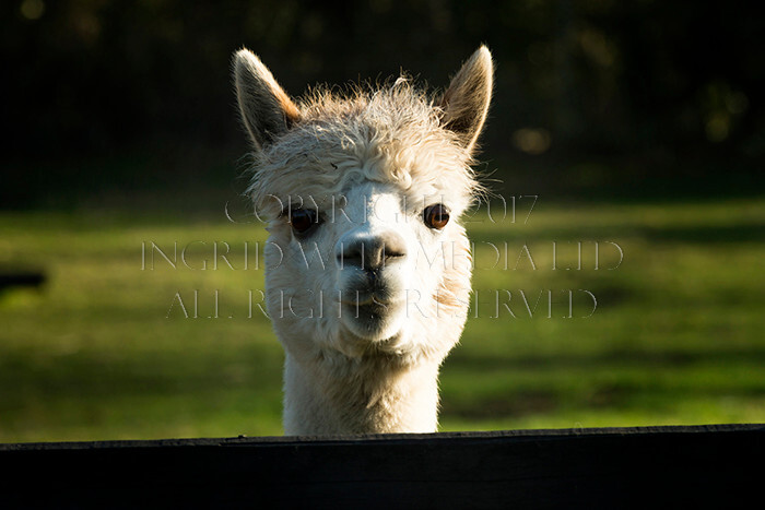 IWM0161 
 ALPACAS 
 Keywords: INGRID WEEL MEDIA LTD, ALPACAS, HUACAYA, SURI, BACKYARD ALPACA COMPANY, NORFOLK