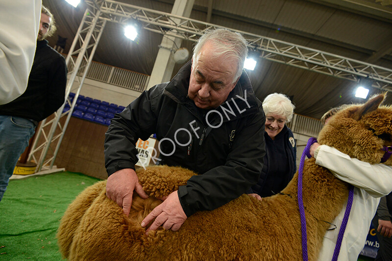 IWM7411 
 HoEAG Spring Fiesta 2022 
 Keywords: Surrey Photographer, Alpacas, Suri, Huacaya, HoEAG, Spring Fiesta, 2022, Heart of England Alpaca Group