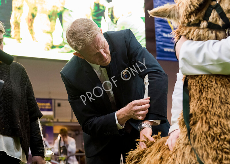 IWM5888 
 BAS National Show 2022 
 Keywords: Surrey Photographer, Alpacas, Suri, Huacaya, BAS National Show 2022, BAS' British Alpaca Society