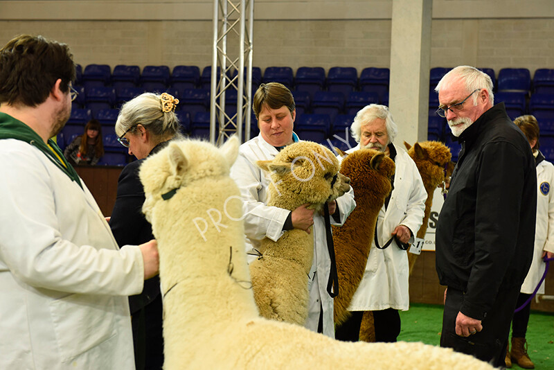 IWP8431 
 HoEAG Spring Fiesta 2022 
 Keywords: Surrey Photographer, Alpacas, Suri, Huacaya, HoEAG, Spring Fiesta, 2022, Heart of England Alpaca Group