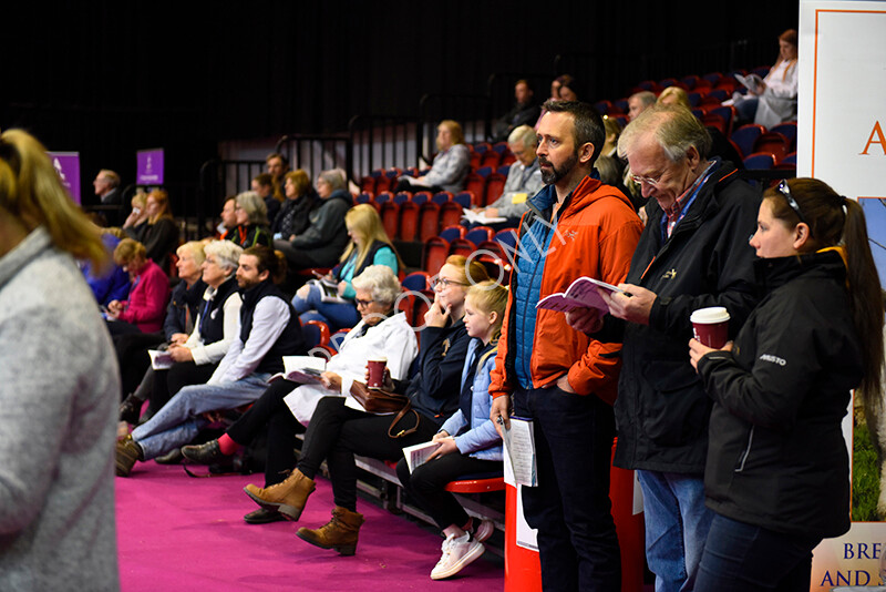 IWM5400 
 BAS National Show 2022 
 Keywords: Surrey Photographer, Alpacas, Suri, Huacaya, BAS National Show 2022, BAS' British Alpaca Society