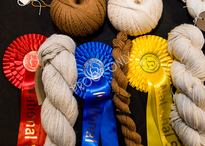 IWM5270 
 BAS National Show 2022 
 Keywords: Surrey Photographer, Alpacas, Suri, Huacaya, BAS National Show 2022, BAS' British Alpaca Society