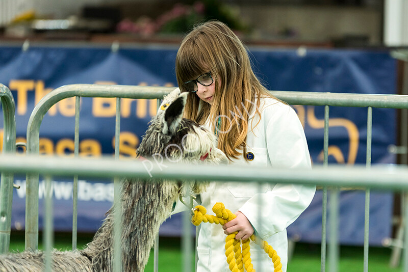 IWP7596 
 HoEAG Spring Fiesta 2022 
 Keywords: Surrey Photographer, Alpacas, Suri, Huacaya, HoEAG, Spring Fiesta, 2022, Heart of England Alpaca Group