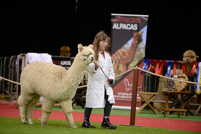 IWM9931 
 Photography of BAS National Show 2023 
 Keywords: Surrey Photographer, Alpacas, Suri, Huacaya, 2023, BAS, British Alpaca Society, Alpaca, Suri, Huacaya, Fleece Judging, Halter Show